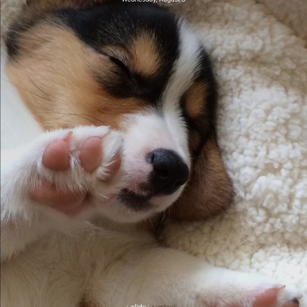 Meet your Posher, Mickey